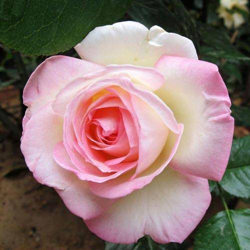 月季花有花苞不开花是咋回事 7ac81c99892540abadfa673d7438b350.jpeg