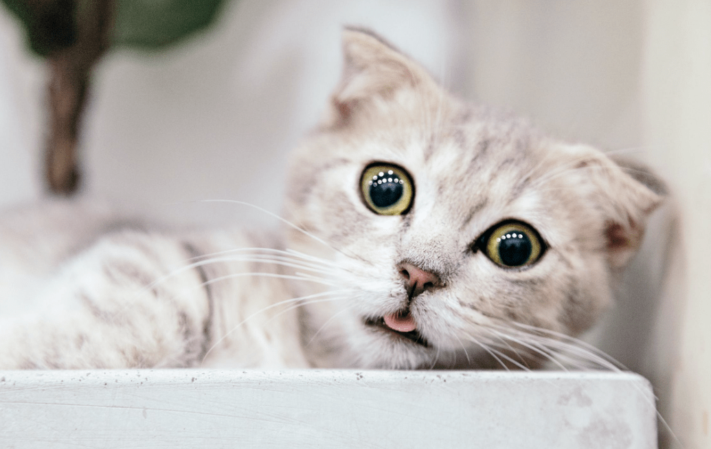 奖励|猫咪零食，可以吃吗？