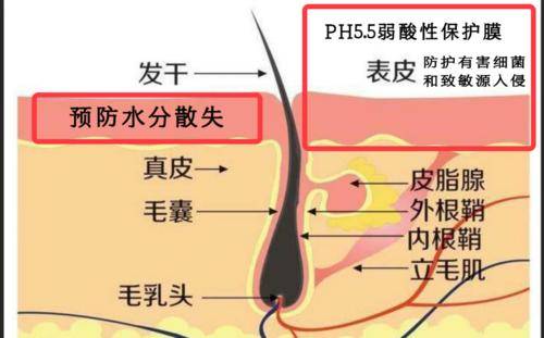 洗头|“盐水”洗头什么好处？上海1女子用盐水洗发10几天，有什么变化