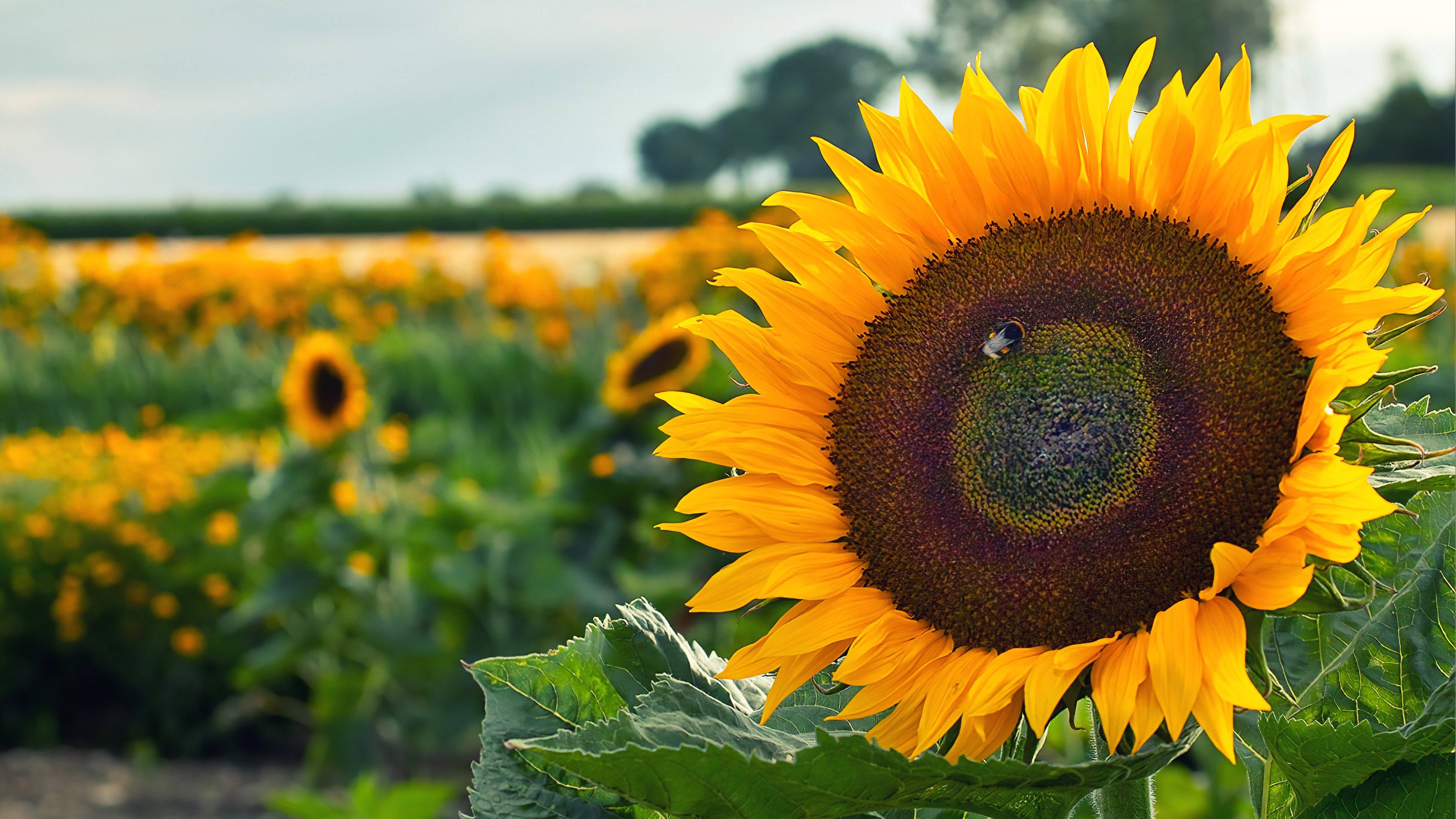 分析|李生兰学前教育学各章知识点试卷及答案pdf