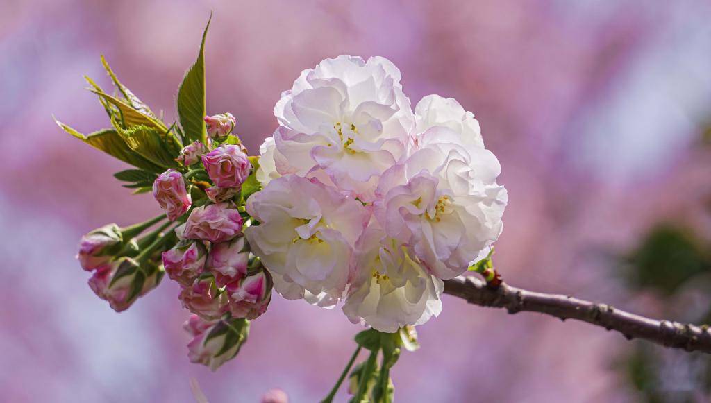 8月15日 21日星座运势 白羊座平心静气 双鱼座明确目标 未来