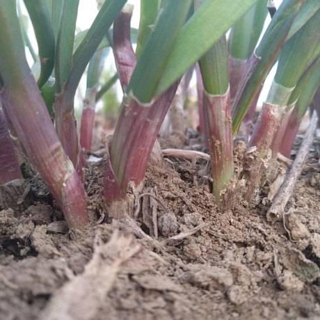 齐慧红根韭菜更优特点二三茬也是红根,从叶尖看是尖的,看不出是二茬三