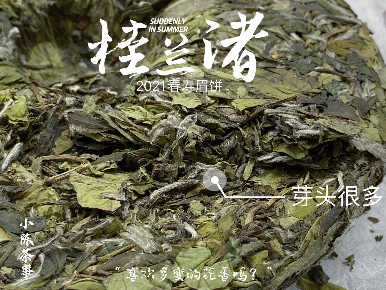 养分|长期收藏白茶，选散茶还是饼茶？两者的转化速度有快慢之分吗？