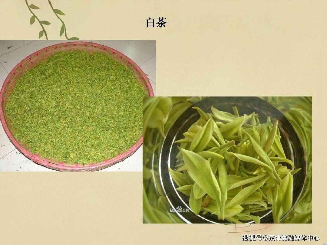 福鼎|刘月好：福鼎白茶的文化传承