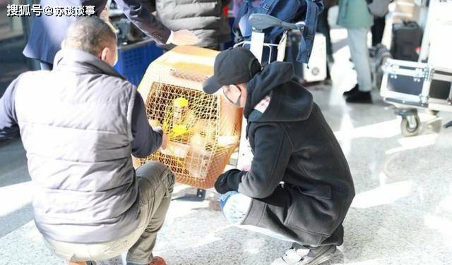 宠物|文章带宠物现身机场，穿“牛角扣”风衣配牛仔，看狗的眼神充满宠溺