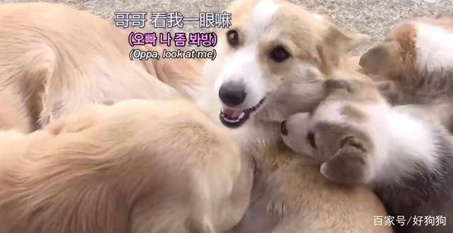 父亲|柯基“背叛”竹马金毛，跟别的狗生了六只宝宝，然而金毛仍……