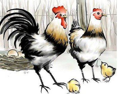 生肖鸡的人在八月会有好运.