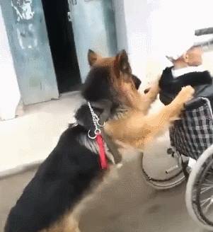 怎么养狗狗性格比较温顺 93ba7bd7245c4037ab85e619e8e1d804.jpeg