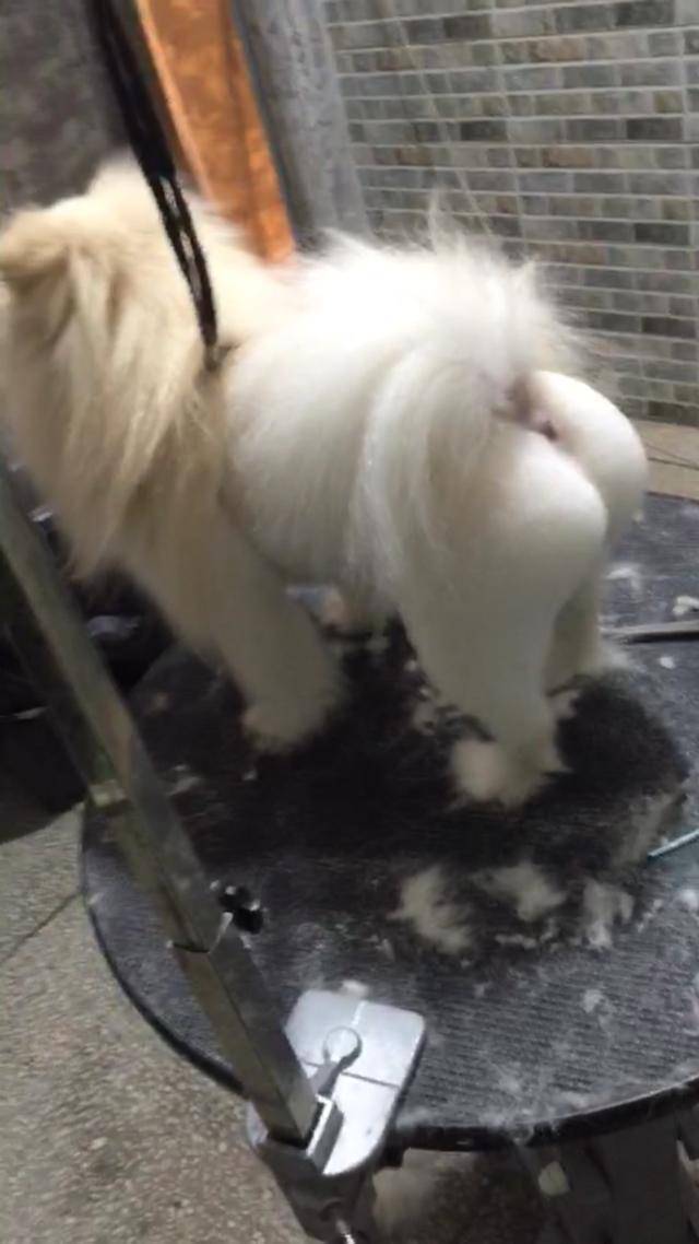 狗狗屁股早了個造型，下一幕讓不少人驚道：性感！ 萌趣萌寵 第4张