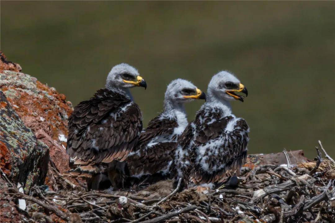 党彤老师又有新作品,蹲守深山25天,记录下金雕成长过程_塔城