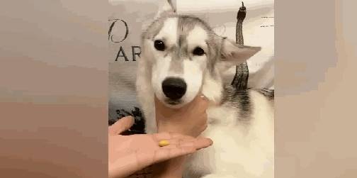 主人给哈士奇喂药 二哈做假动作咽药 松开狗嘴后主人哭笑不得 狗狗