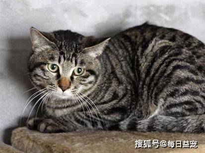 独立|6种寿命长的猫咪，推荐给喜欢养猫的人！