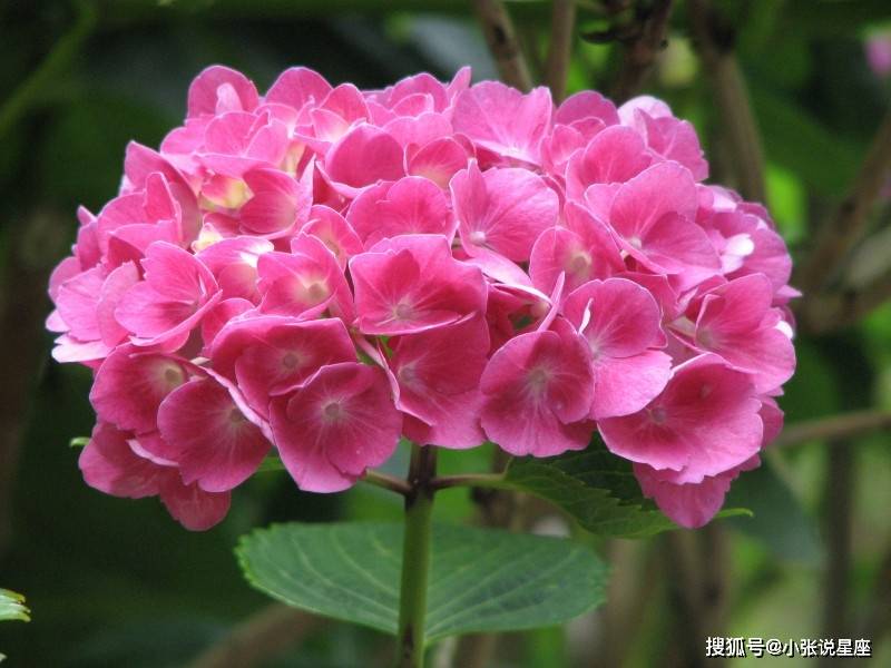 睡眠|總是健忘的三大生肖，做事拖泥帶水，看看是你嗎