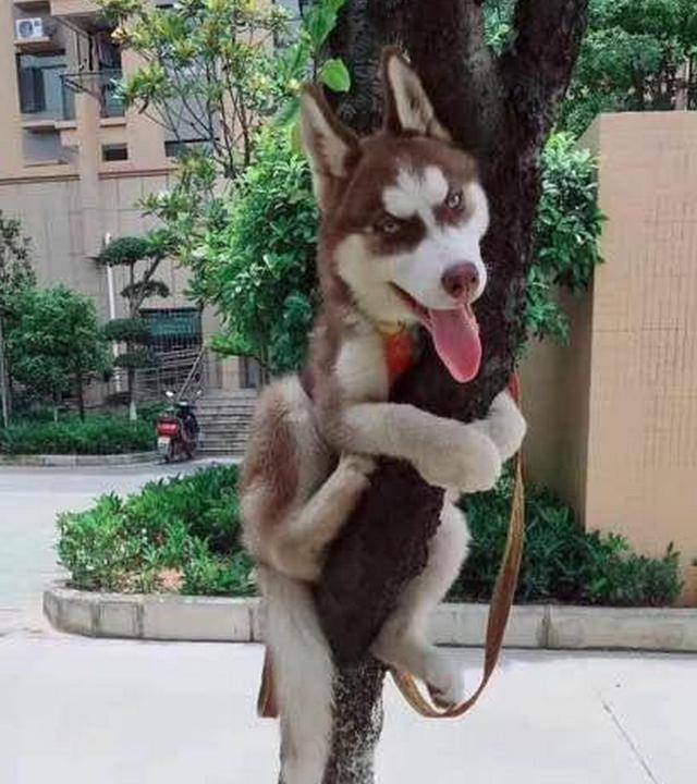 寵主的哈士奇不喜歡拆家，就喜歡爬樹，這可能是只假二哈 萌趣萌寵 第2张