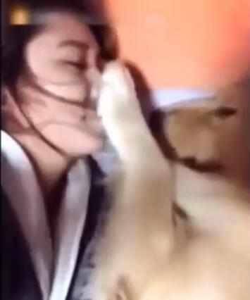 女主人趁金毛熟睡就去親它 沒想到金毛卻做出這個反應 太逗啦！ 萌趣萌寵 第2张