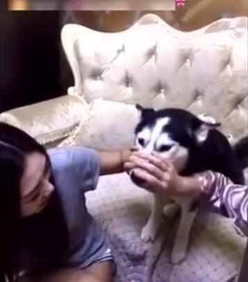 女主人趁金毛熟睡就去親它 沒想到金毛卻做出這個反應 太逗啦！ 萌趣萌寵 第5张