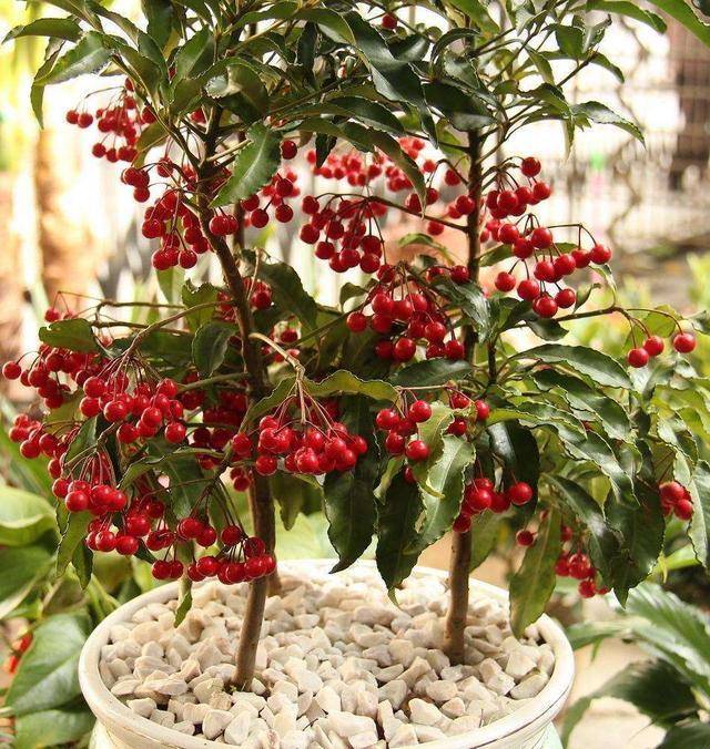 原创这种红果子叫黄金万两挂满红果子看着真喜庆增加气氛就养它