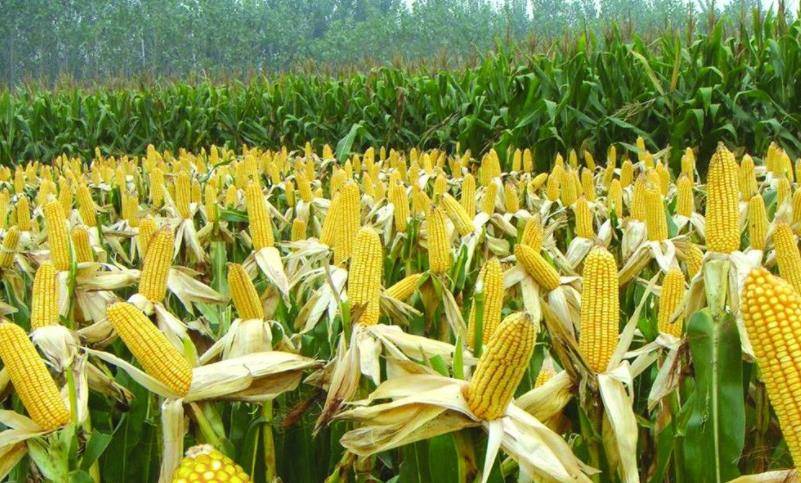 因为|我国农业实力雄厚,为何粮食进口量这么高?进口规模有多大?