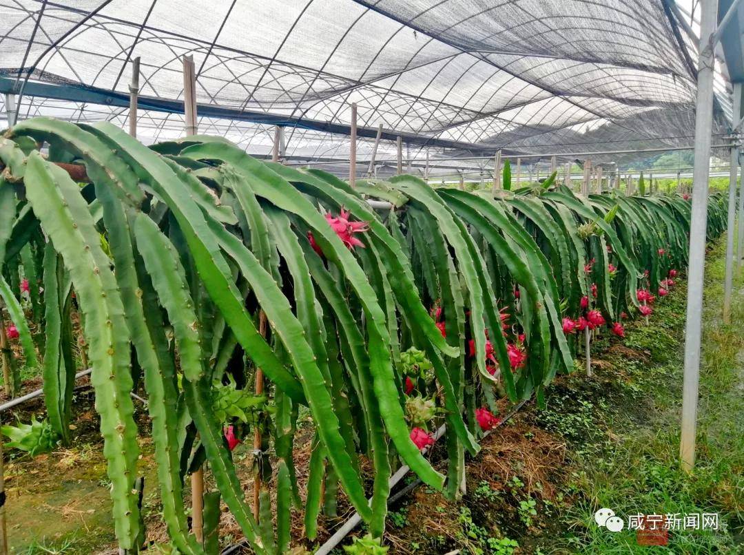 上万斤火龙果滞销谁能帮帮咸宁这位农户