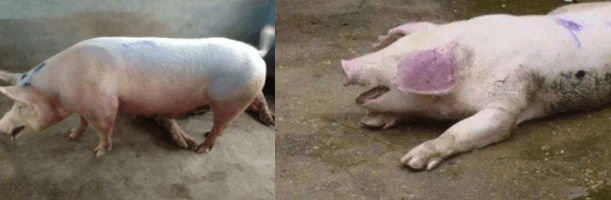 养殖|秋季养殖知识|为什么秋季猪容易发生支原体肺炎？