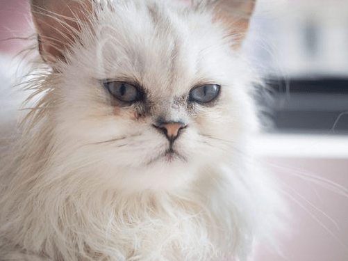 补充|【养宠小知识】猫的伤口愈合了里面还有脓咋办