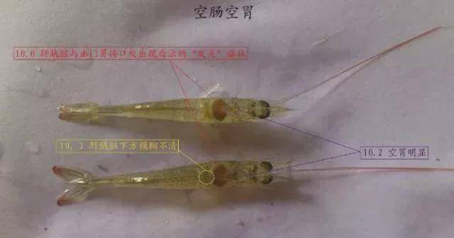 产品|为什么对虾肝脏容易发病?这些不明白你会后悔的!