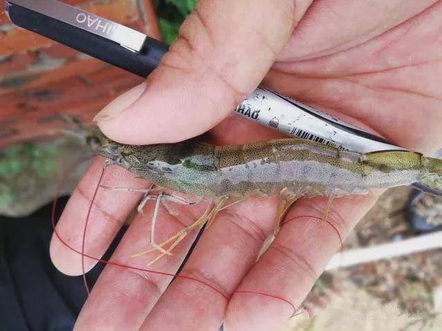 产品|为什么对虾肝脏容易发病?这些不明白你会后悔的!