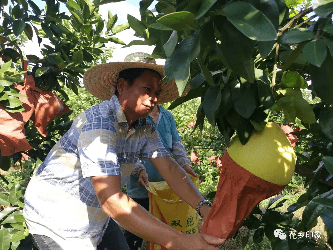 柚来了三红蜜柚抢鲜上市