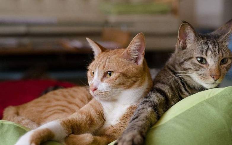 什么|当家里来了新的猫，原住民是怎样的反应？从高兴到生气，皆有可能