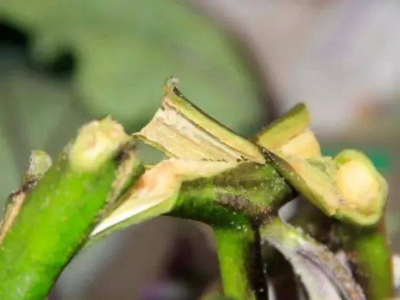 原创蔬菜青枯病的防治办法有哪些?