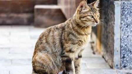 猫咪|猫界的“5朵金花”，便宜好养又可爱，有你家主子吗？