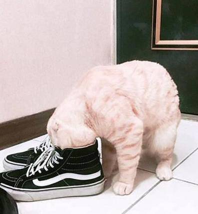 猫咪|猫咪一头钻进去鞋里，抬起头却一脸后悔：都怪我嘴馋