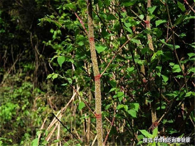 因为|春雨后又长出来，酷似竹笋，掰断就成美味，3月别错过