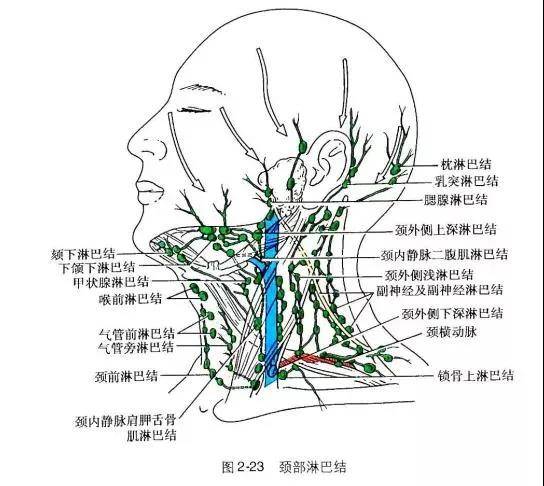 下颌线紧致流畅的秘密!_淋巴