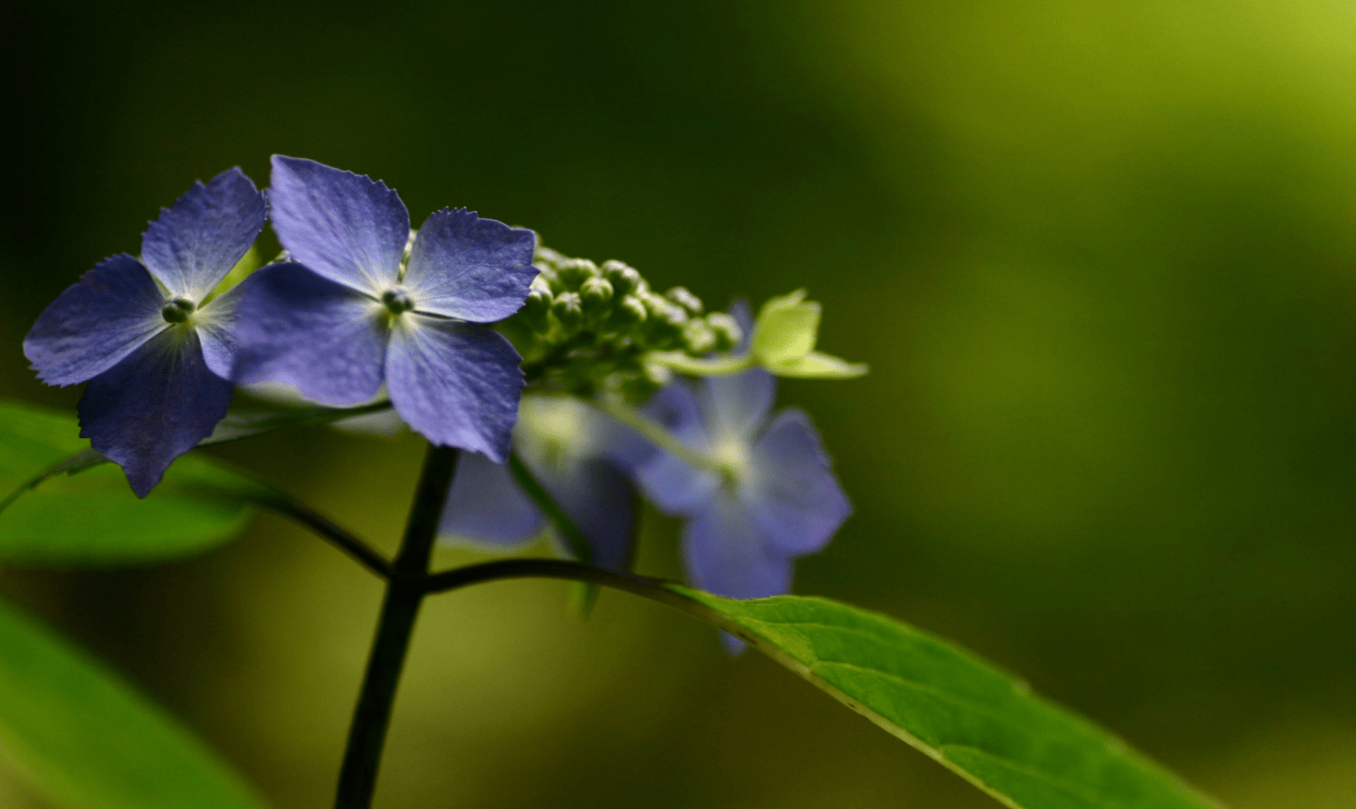 8月底,月老撮合,红娘牵线,爱神赐福,3生肖重归于好,相伴到老