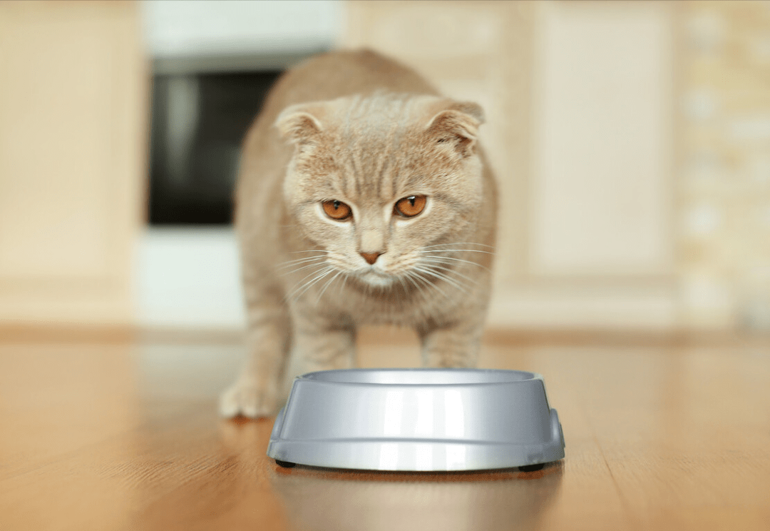 益生菌怎么喂猫猫 151826d1501547478b24b1be8fe75238.png