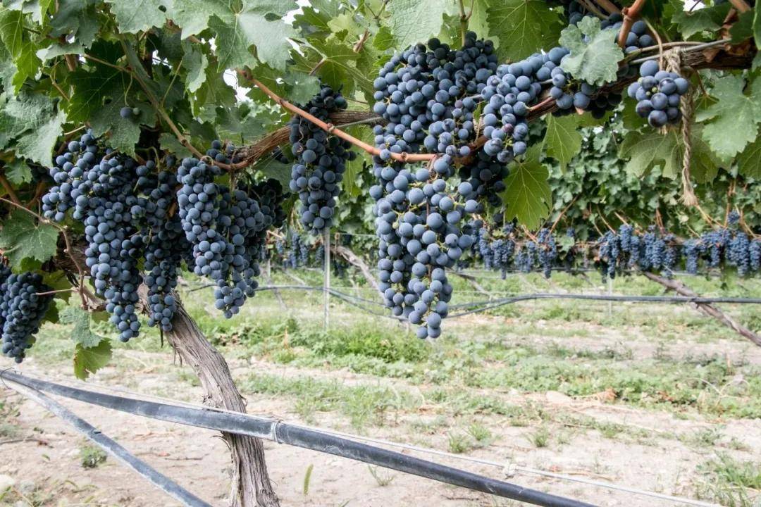 张裕摩|观万亩葡萄长廊,赏贺兰山下酒庄!