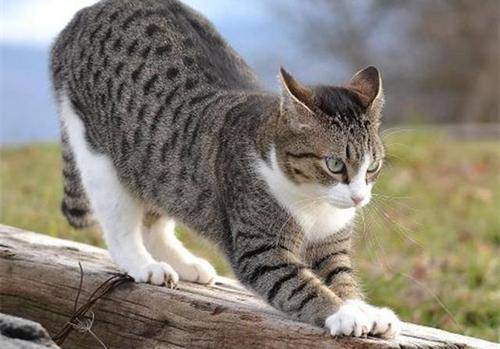 崇林杨|养狸花猫的进来看看，你真的懂狸花猫吗？