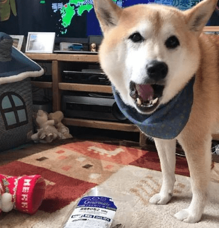 聖誕節給柴犬准備襪子, 等到狗子醒來表情驚訝 萌趣萌寵 第3张