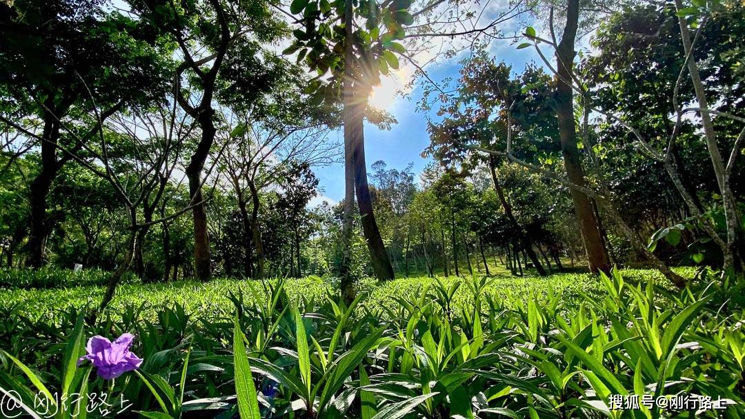 树上有个好地方2免费看高清版 aa0c740f61e145caa70304f02b237664.jpeg