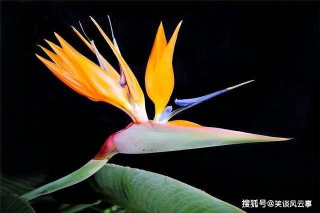广西有种姿态最优雅的花，花型如仙鹤展翅欲飞，叶子大如蕉叶