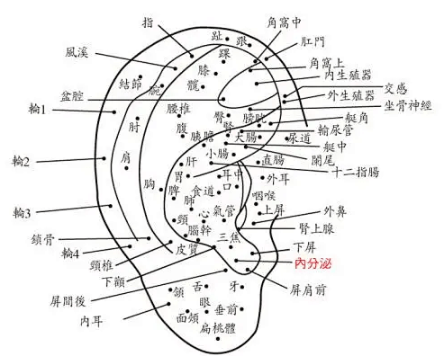 益康耳穴:神奇耳朵竟然可以治疗多种疾病?