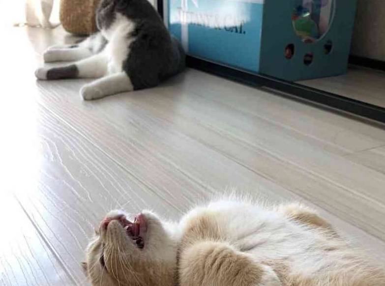 貓咪|橘貓賣萌坐等投喂，主人不給它做出一個舉動，網友：你不養我養！