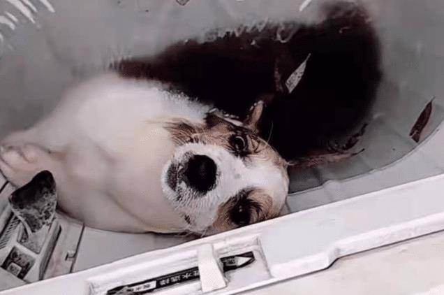 事情|?“洗衣机柯基”遭虐待,宋祖儿等3位明星发声,至今未找到施暴者