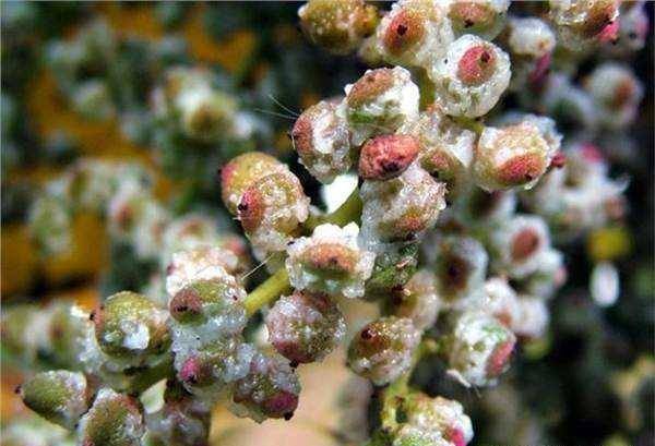 一种"盐果"能够结出盐霜,山上有很多,在古代价值很高_果子