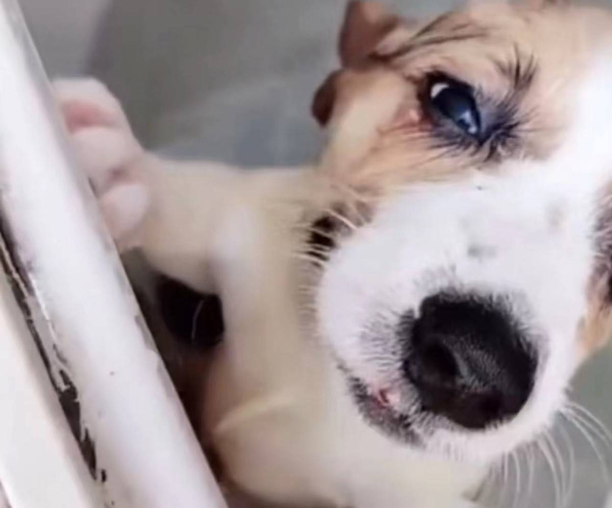 生命|格局+正能量！宋祖儿为洗衣机柯基发声：每一个生命都值得被尊重