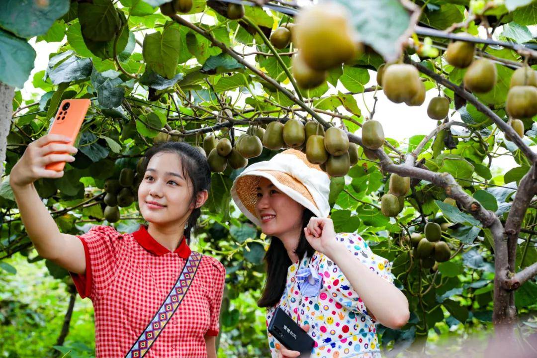 目前,基地还种植有红心火龙果,桑葚,红心柚,杂交柑橘等优良水果品种