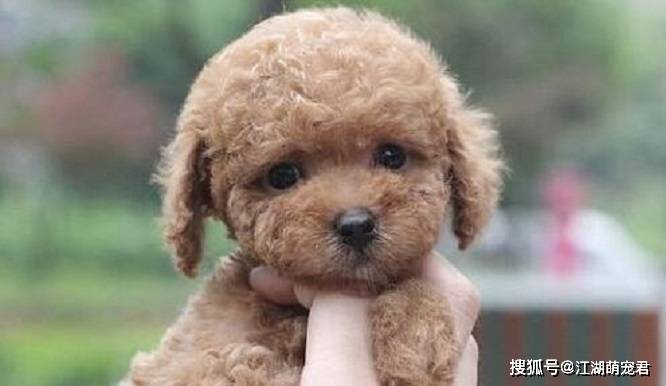 玩具|泰迪如果有下面5个表现,说明它的生活很好