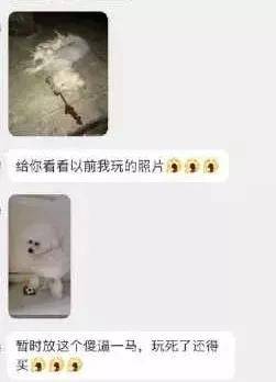 生命|情侣搬家将宠物狗遗弃出租屋十几天，致其浑身生蛆！多位明星发声