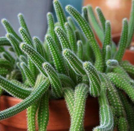 原创最常见的仙人指,怎么快速爆盆开花多?4点养护技巧都不能少